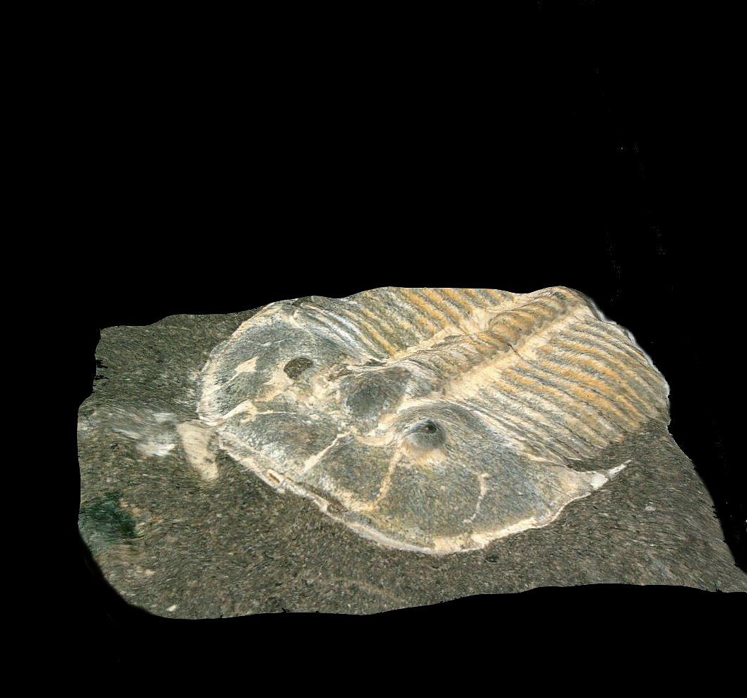 trilobite fossili
