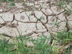 Come i cambiamenti climatici stanno mettendo a rischio il sistema alimentare globale