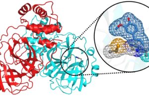 Eugenolo: un composto naturale che inibisce la replicazione del virus SARS-CoV-2