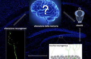 Neurogenesi e obesità: la memoria episodica può regolare le scelte alimentari