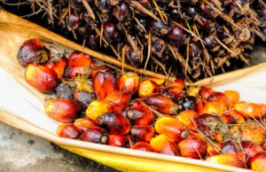 Un acido grasso contenuto nell’olio di palma favorisce le metastasi delle cellule cancerose