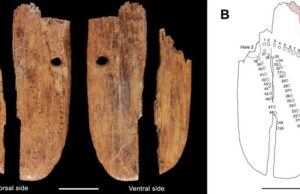 Il più antico gioiello del mondo? Scoperto un ciondolo di 41.500 anni fa
