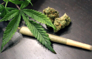 Marijuana e danni neurologici: molti i rischi, in particolare durante la gravidanza o l’adolescenza