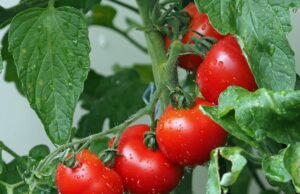 Un pomodoro ricco di vitamina D, ottenuto modificando il genoma della pianta