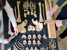 In 2.000 anni, dall’epoca romana ai giorni nostri, l’altezza dei milanesi non è cambiata