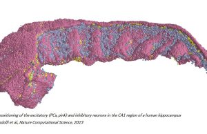 Una rete di neuroni ricostruita in 3D
