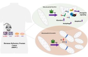 I cannabinoidi nel trattamento del carcinoma della prostata