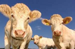 Sussidi dell’UE: molte risorse all’allevamento animale, che causa circa un terzo delle emissioni di gas serra