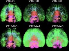 Come cambia l’attività cerebrale durante il giorno: una tecnica per valutare in modo oggettivo la fatica