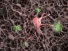 Alzheimer, scoperto il ruolo della proteina Arc nella diffusione della Tau