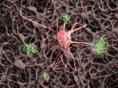 Alzheimer, scoperto il ruolo della proteina Arc nella diffusione della Tau