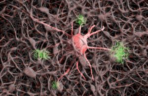 Alzheimer, scoperto il ruolo della proteina Arc nella diffusione della Tau