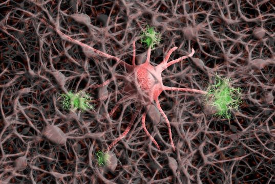 Alzheimer, scoperto il ruolo della proteina Arc nella diffusione della Tau