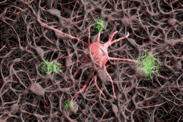 neuroni cervello